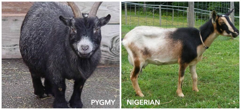 pygmy vs nigerian goat