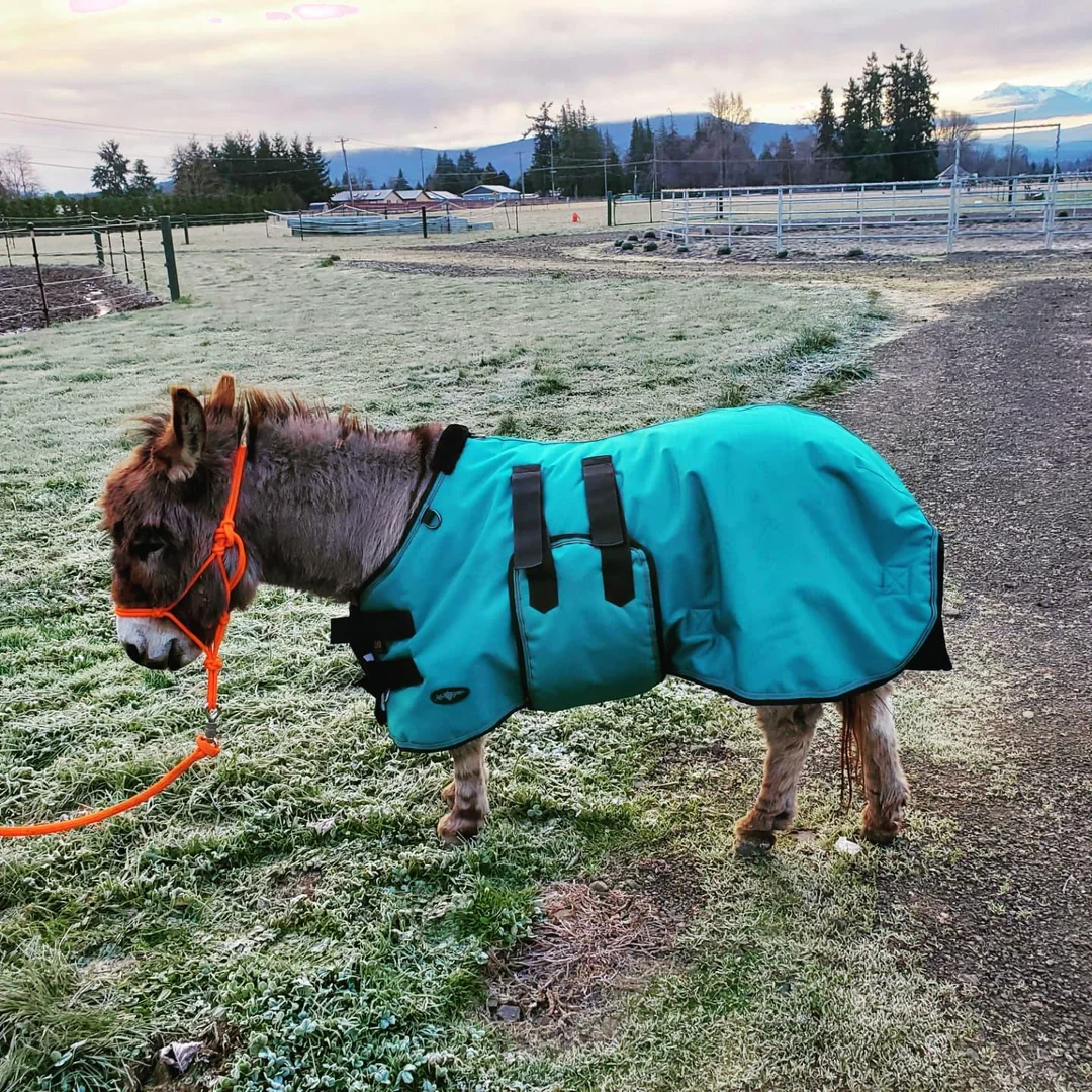 senior donkeys need a blanket meet rocket man age 30 a mini v0 d6bhjfhs0ryd1