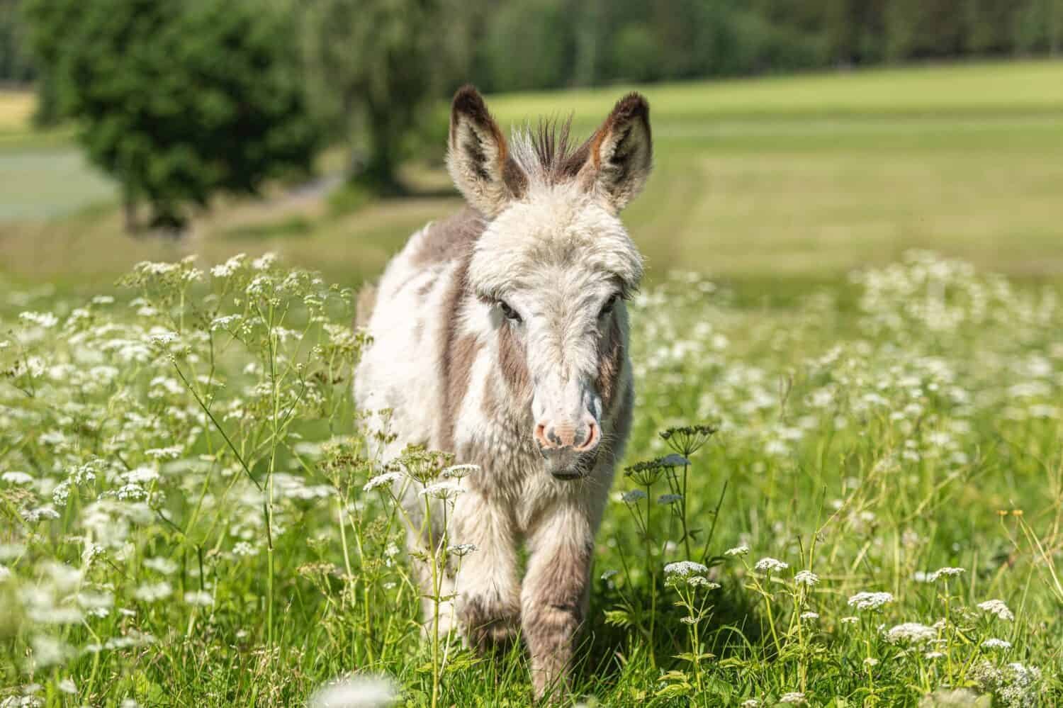 miniature donkey for sale