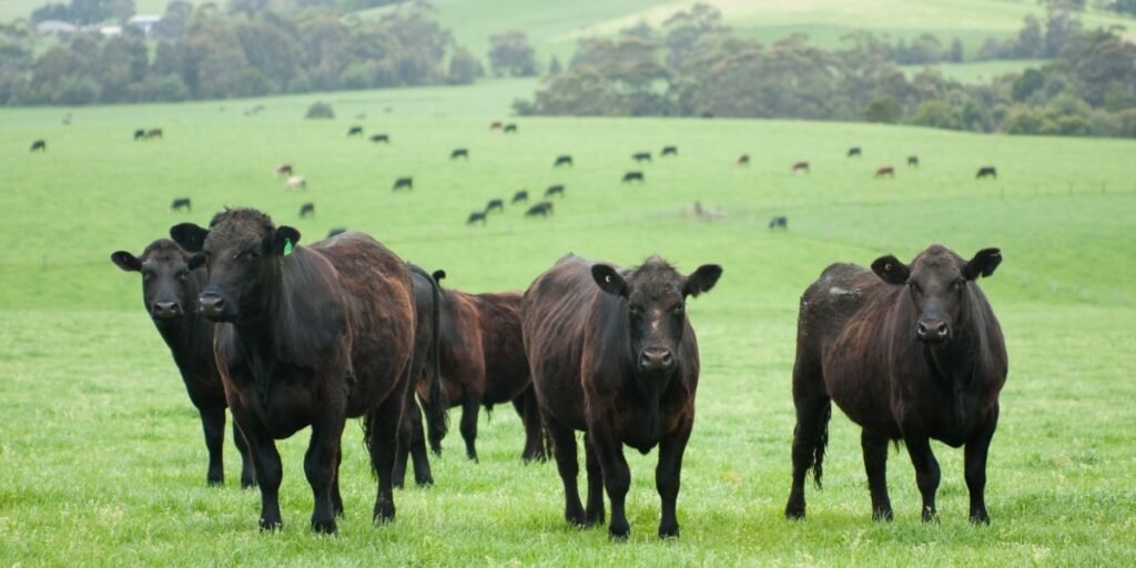 how is wagyu beef raised