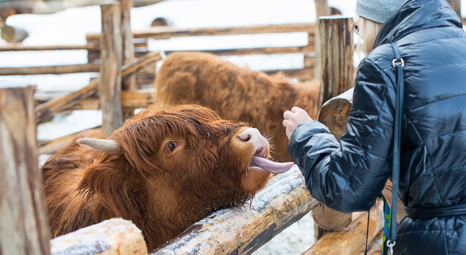 woman feeding scottish highland cow slide