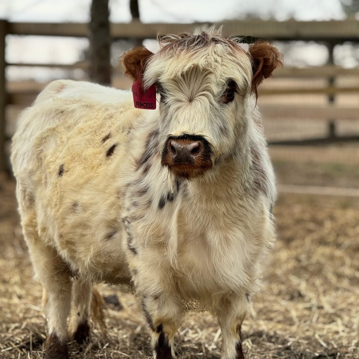 Mini Jersey Cow for Sale