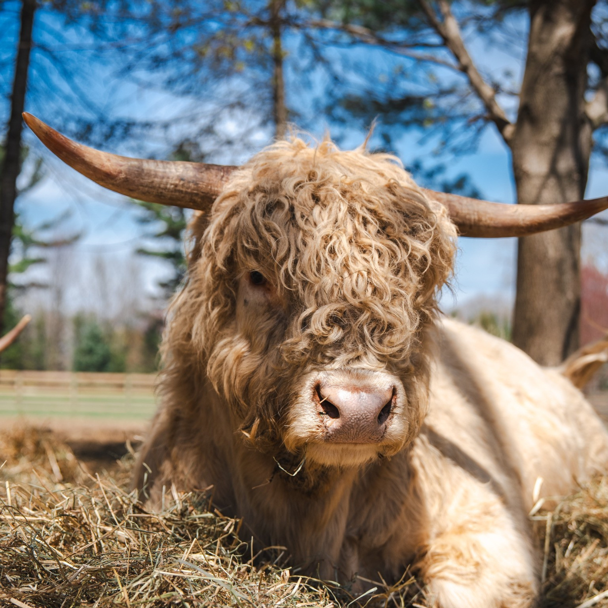 Miniature Cow for Sale
