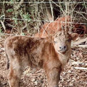 Highland Cattle for Sale