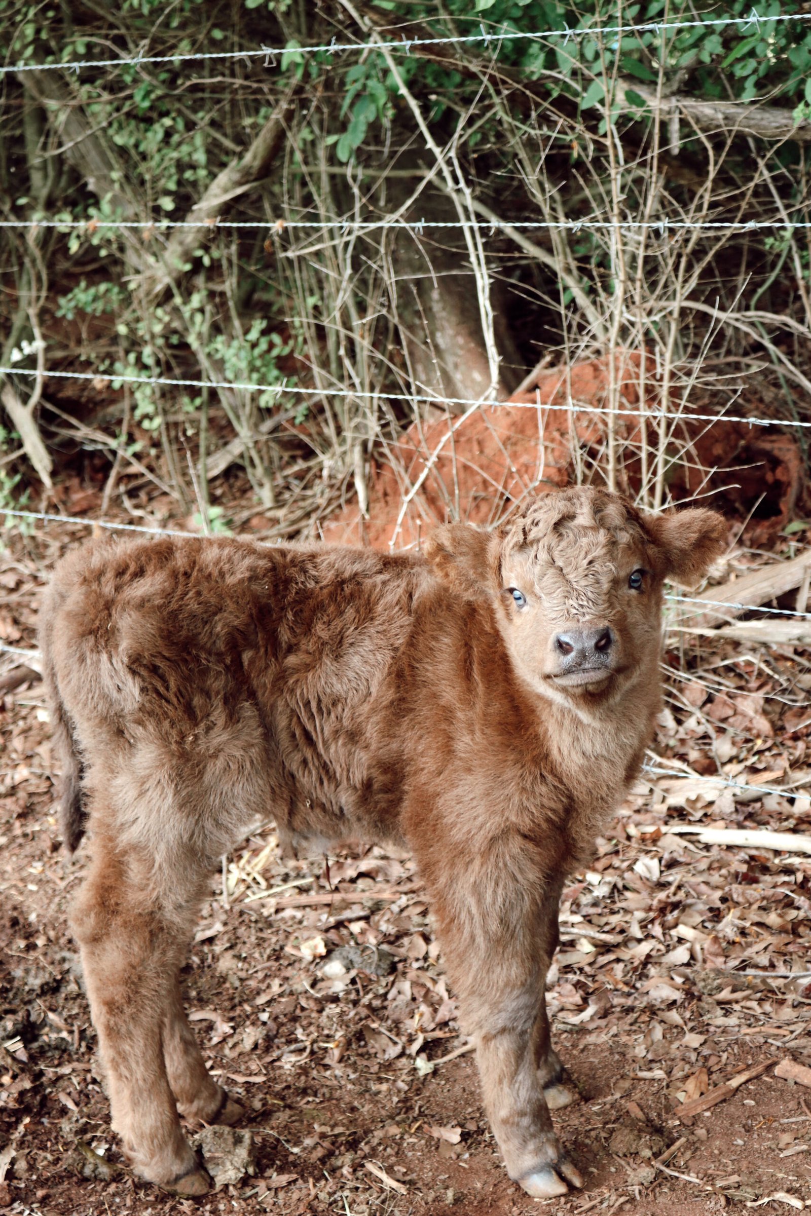 Highland Cattle for Sale