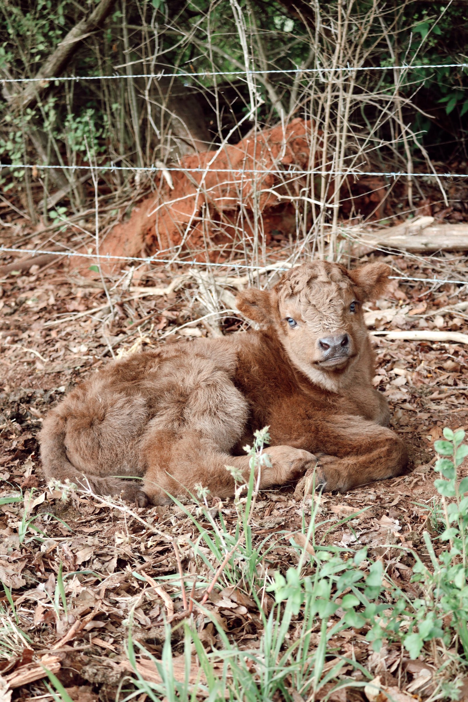 Highland Cattle for Sale