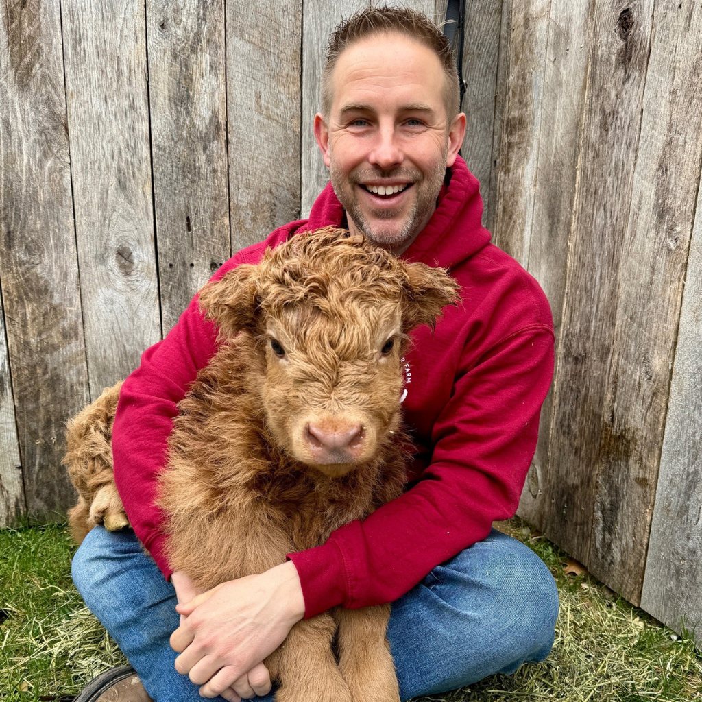 highland cow for sale