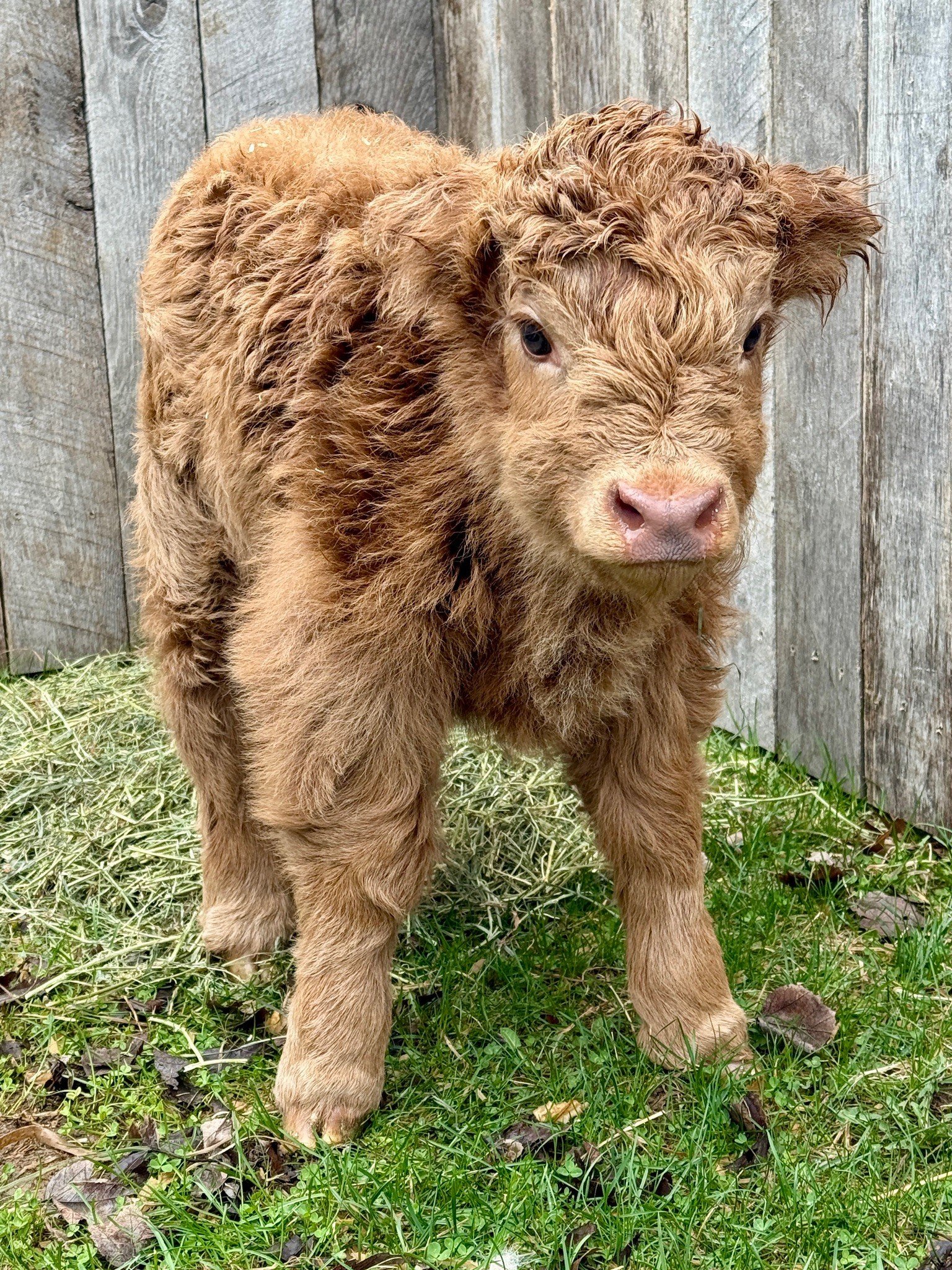 highland cow for sale