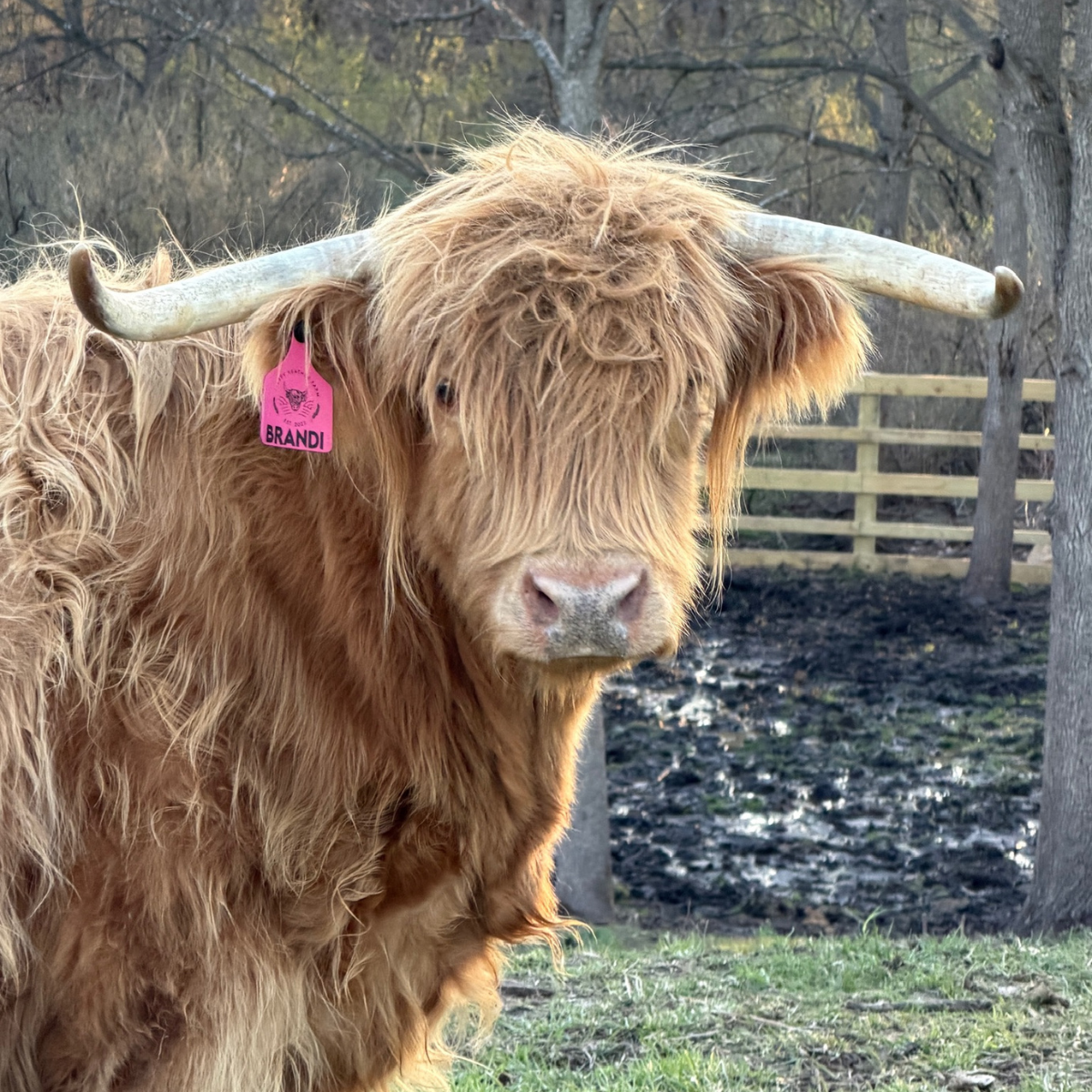mini cows for sale