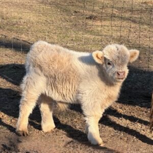 Micro Mini Cows for Sale