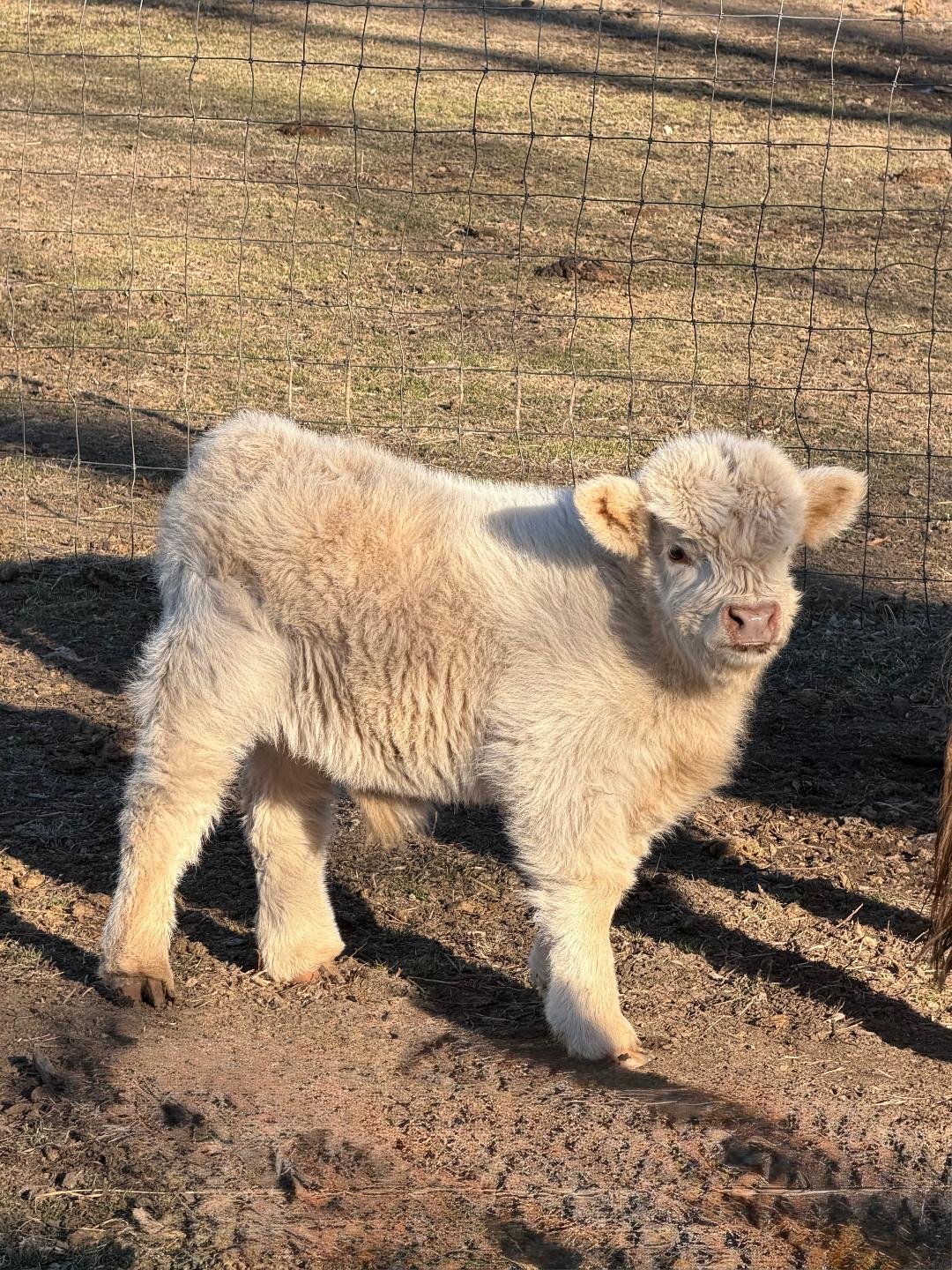 Micro Mini Cows for Sale