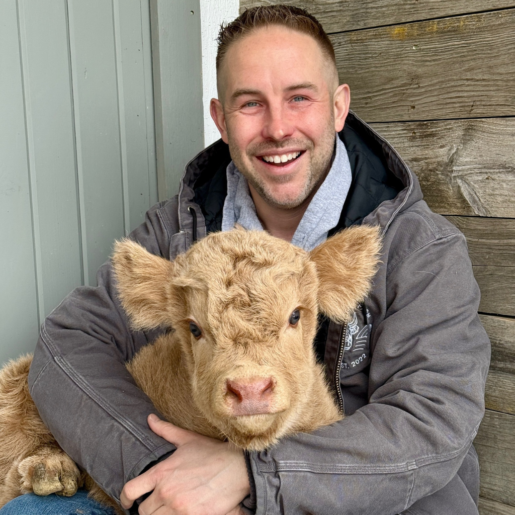 Miniature Cow for Sale