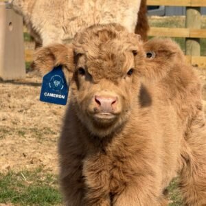Miniature Cow for Sale