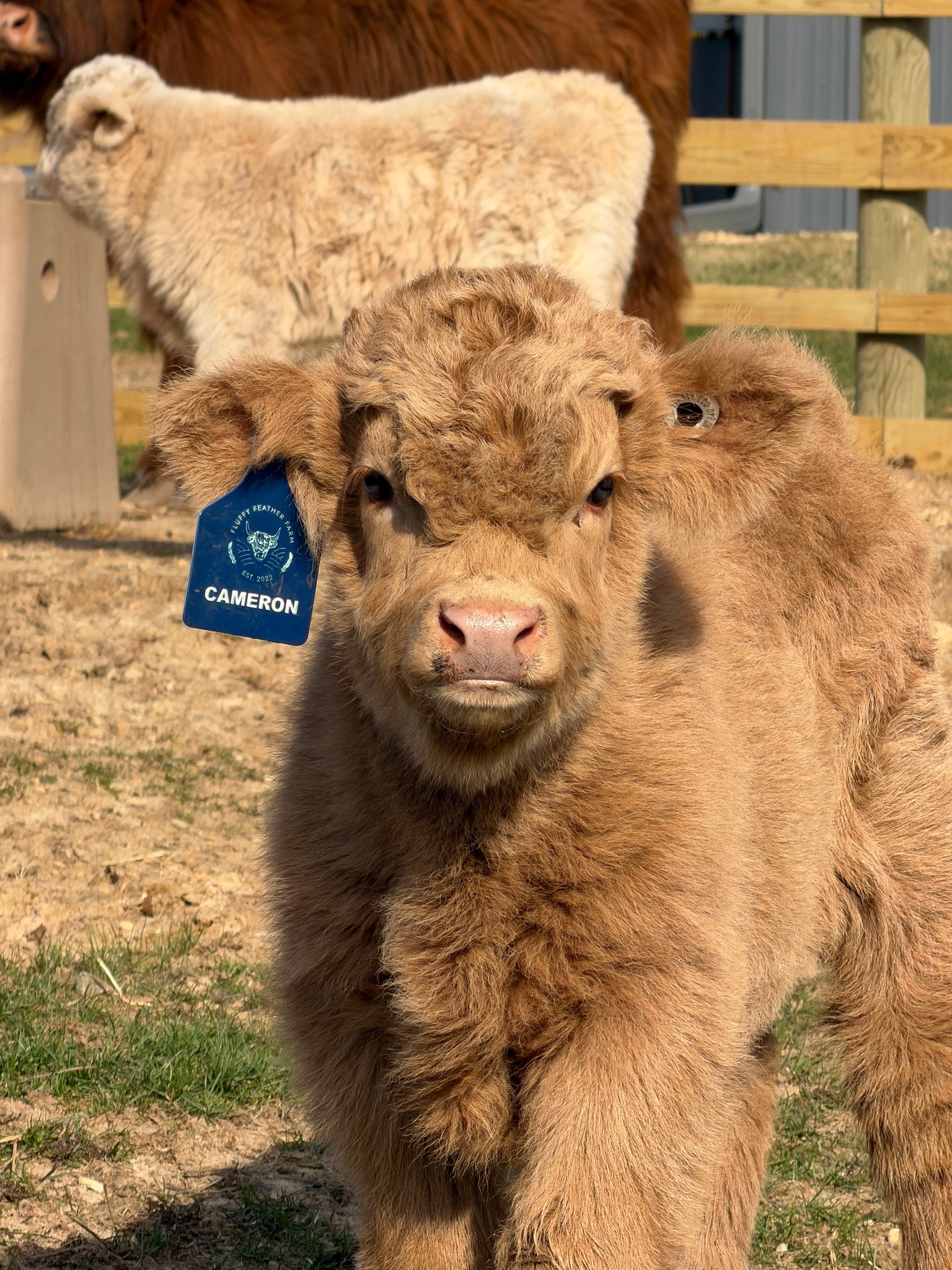 Miniature Cow for Sale