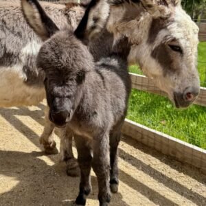 micro mini donkey for sale