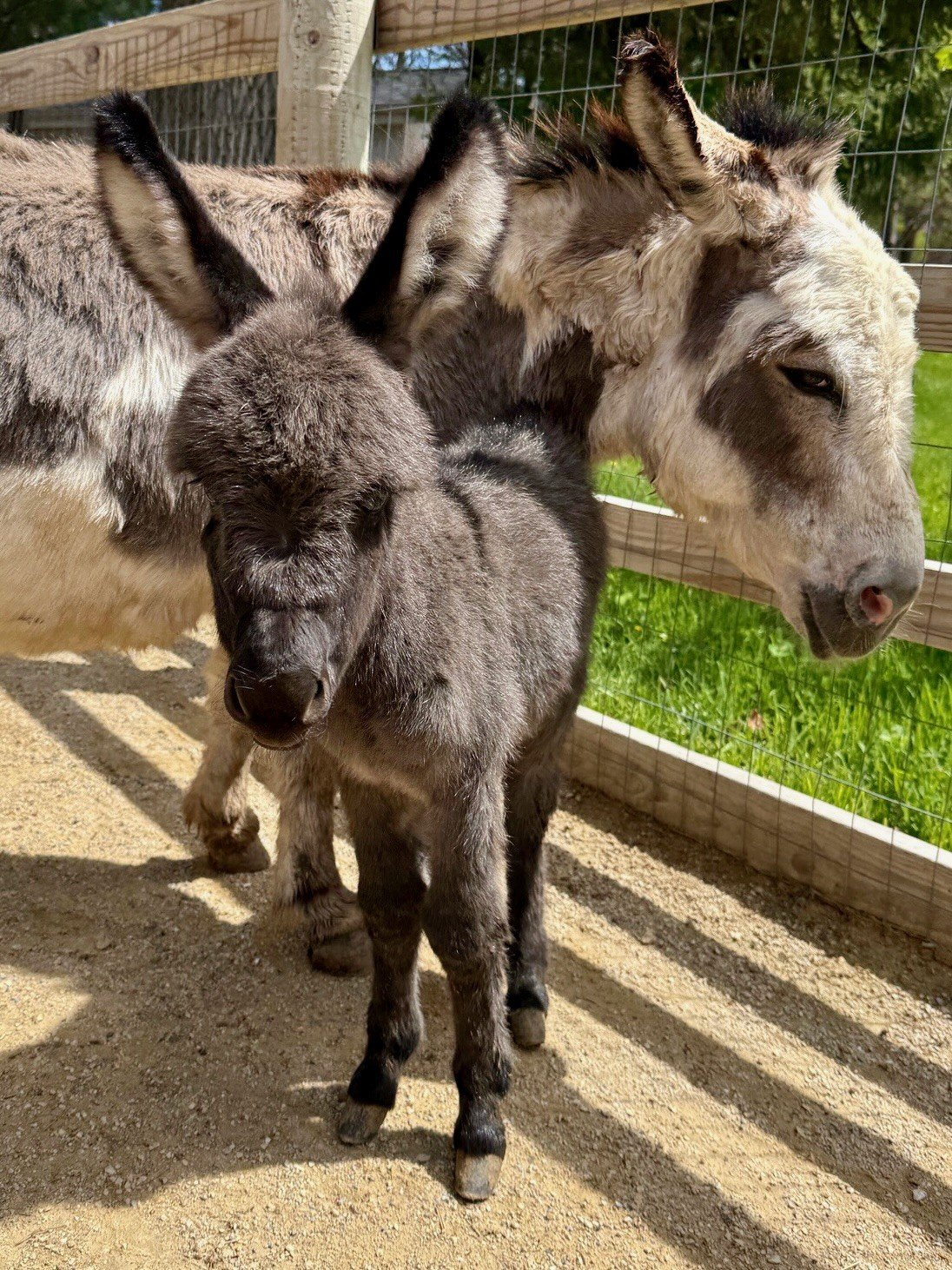 micro mini donkey for sale
