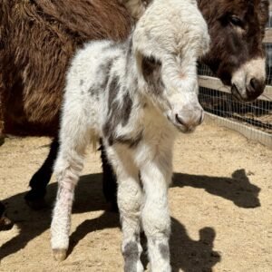 Donkeys for Sale Near Me