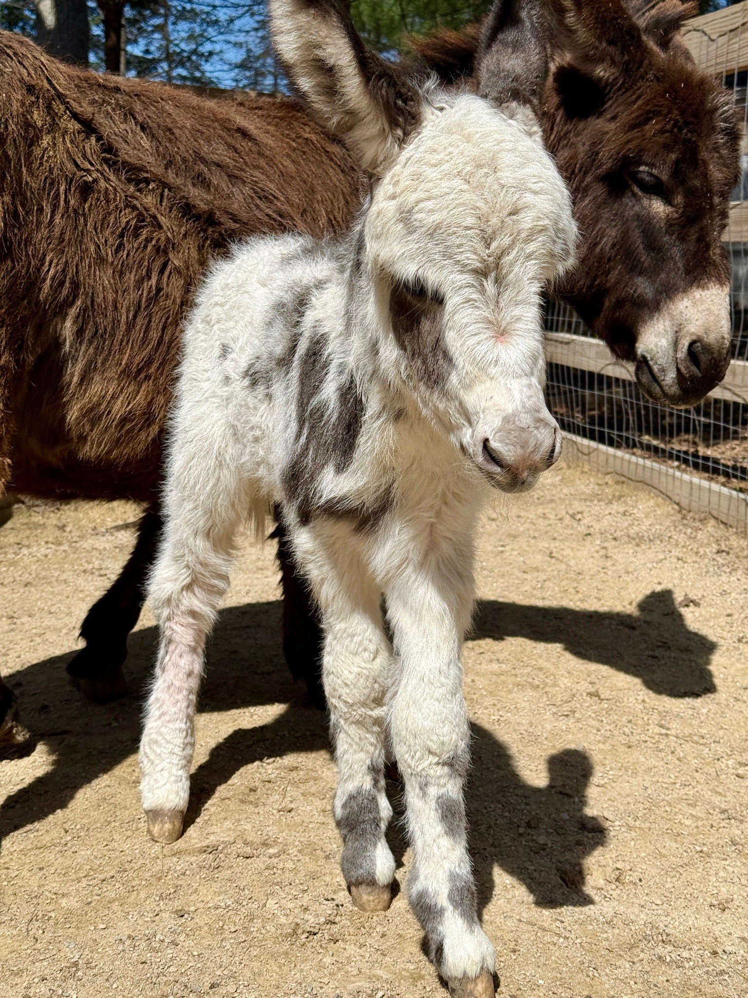 Donkeys for Sale Near Me