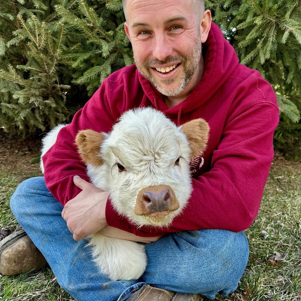 Mini Jersey Cow for Sale