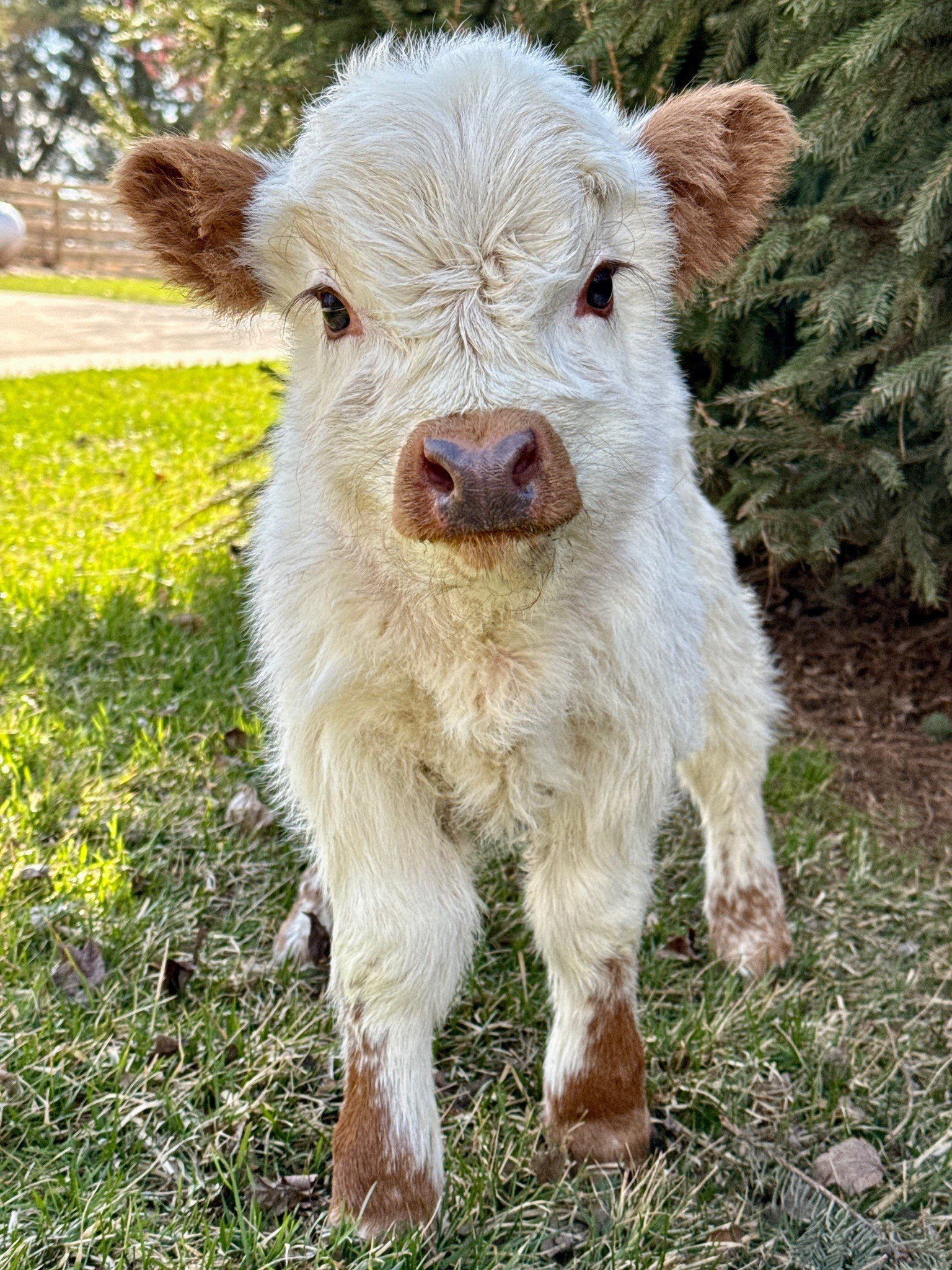 Mini Jersey Cow for Sale