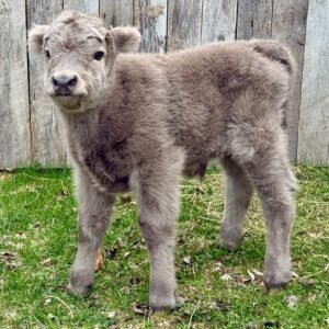 scottish highland cattle for sale