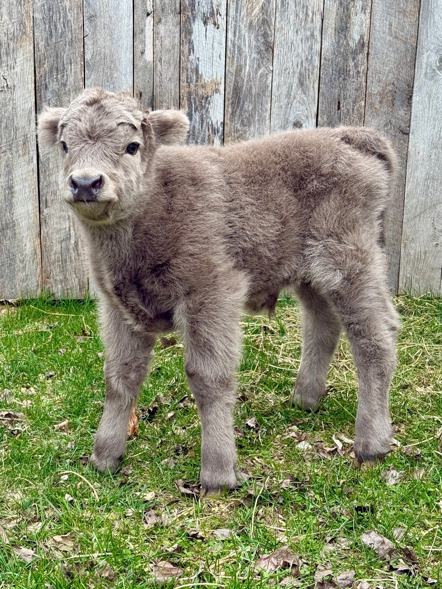 scottish highland cattle for sale