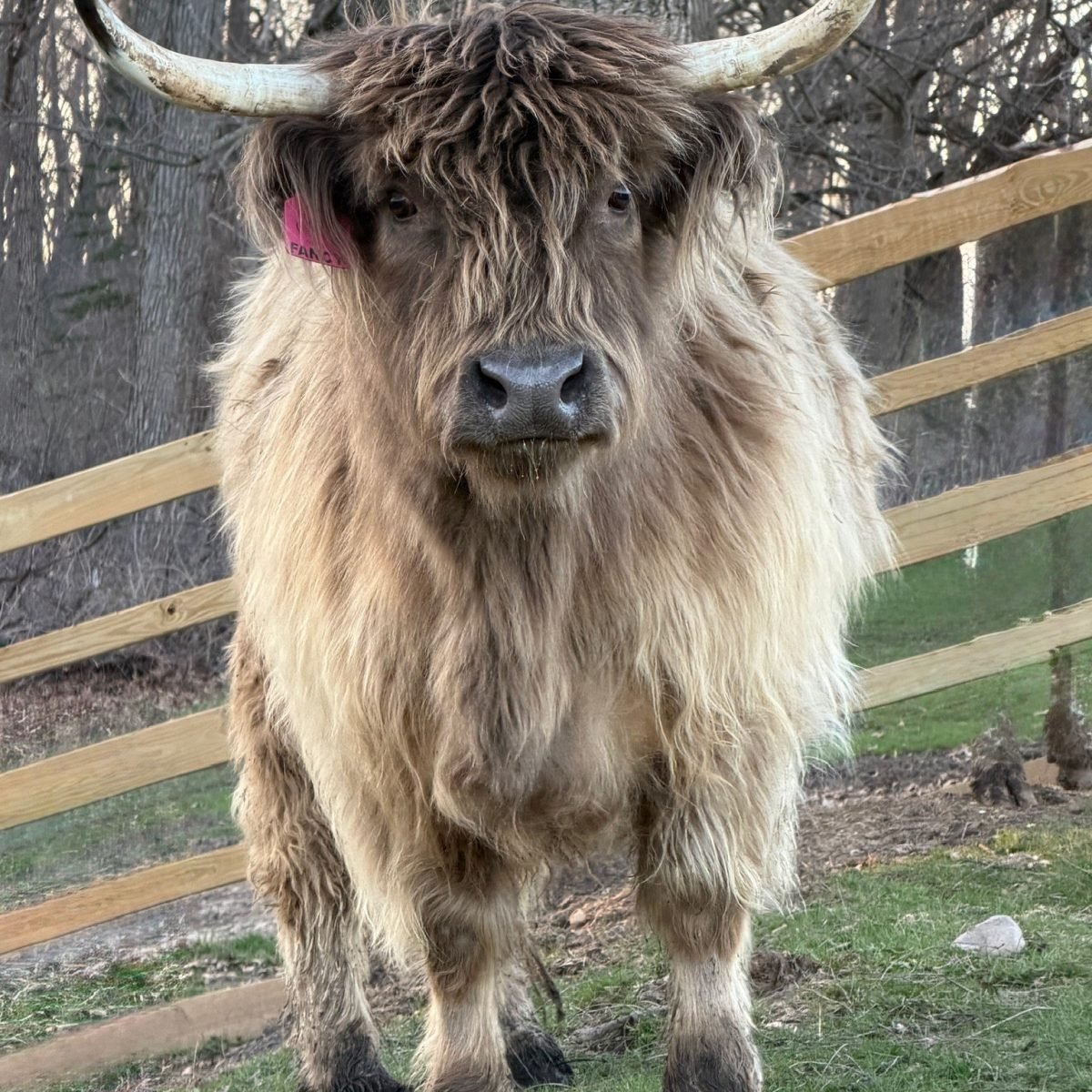 highland cow for sale
