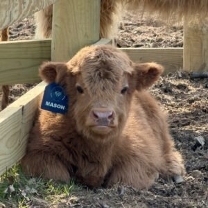 mini cows for sale