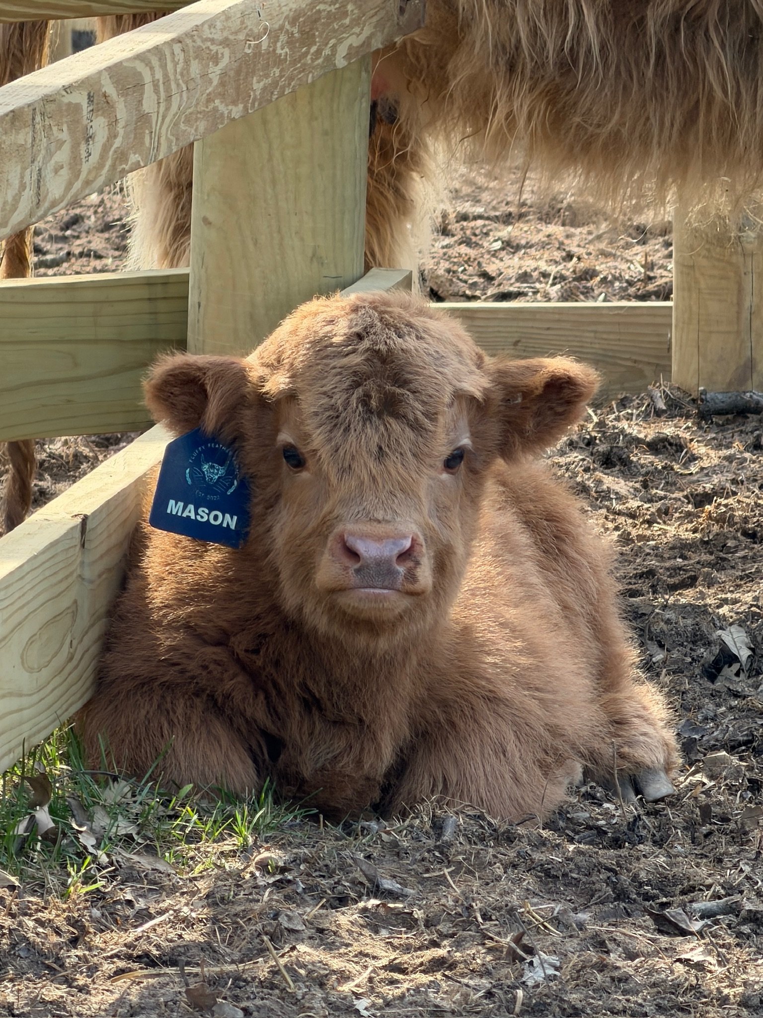 mini cows for sale