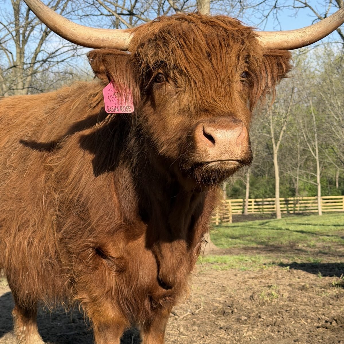 scottish highland cattle for sale