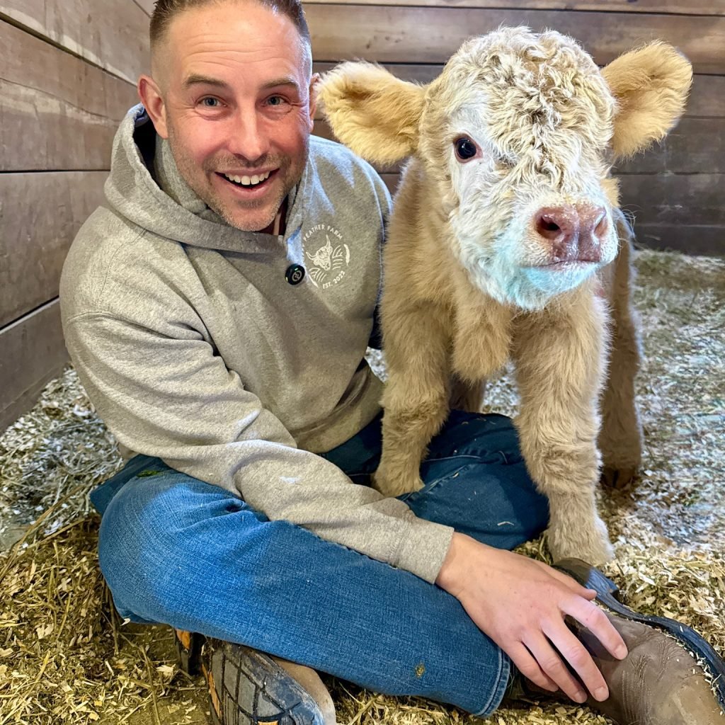 Miniature Cows for Sale