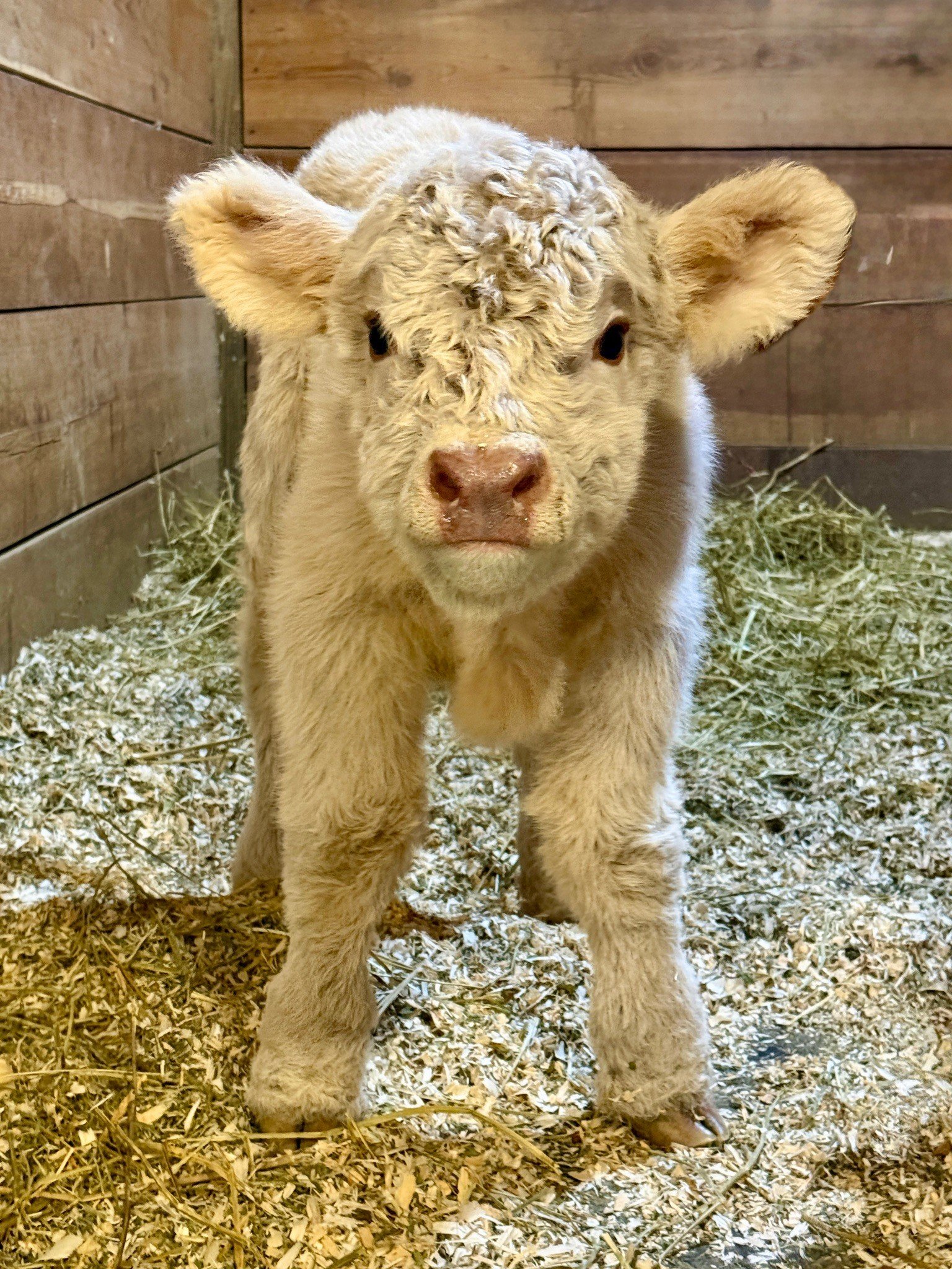 Miniature Cows for Sale