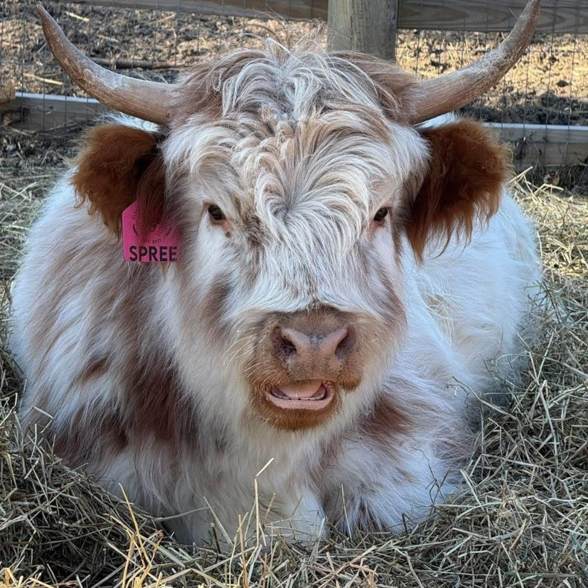 Sawyer | Miniature Highland Bull Calf - Image 4