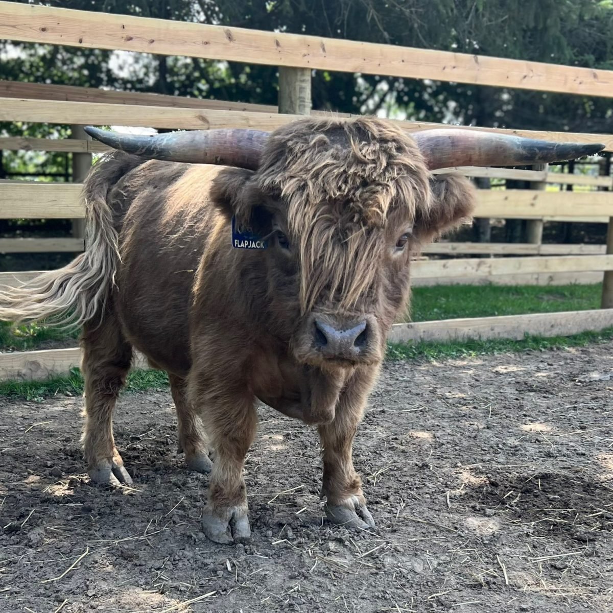 scottish highland cattle for sale