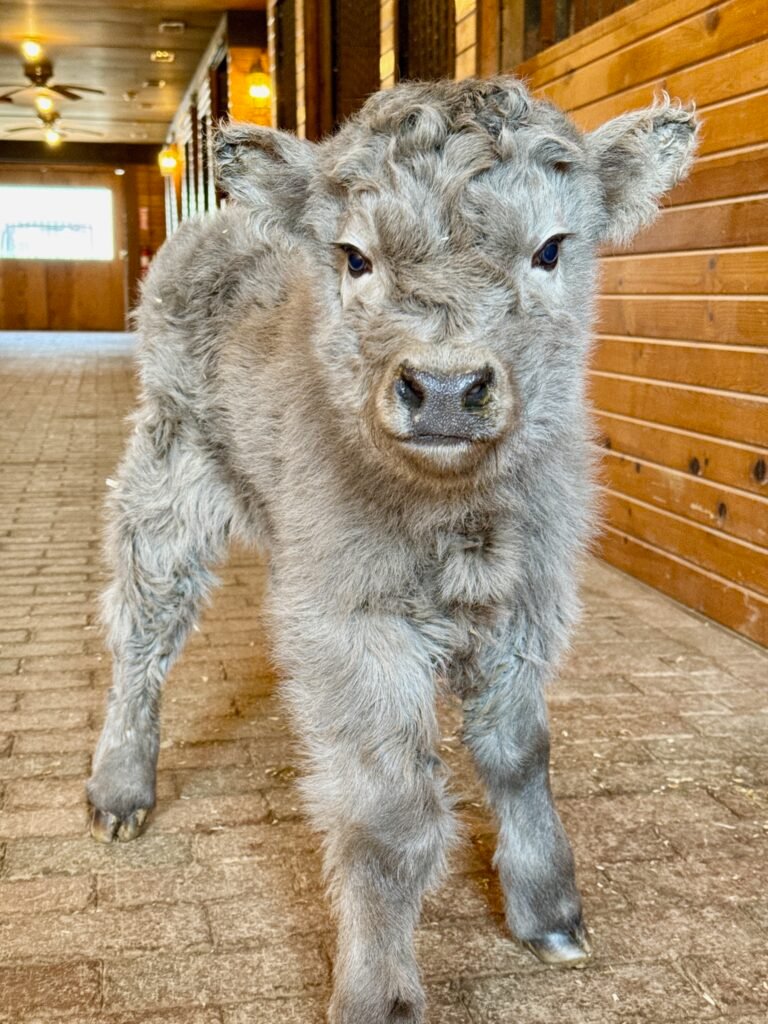 Miniature Cows for Sale Near Me