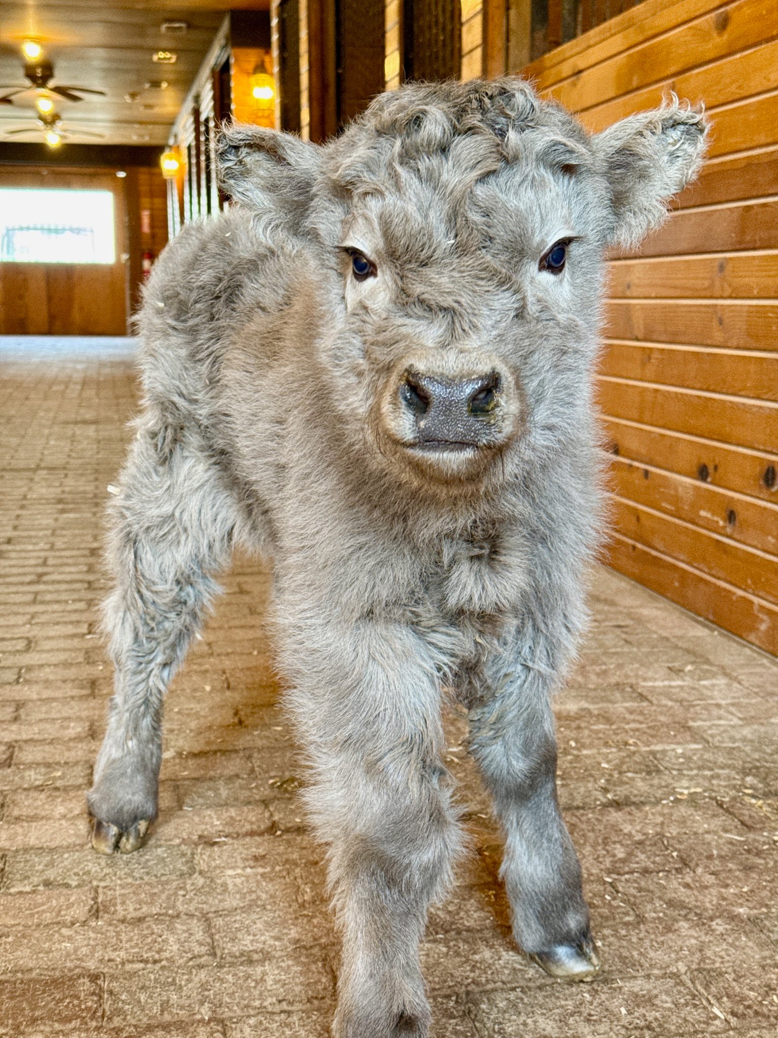 Miniature Cows for Sale Near Me