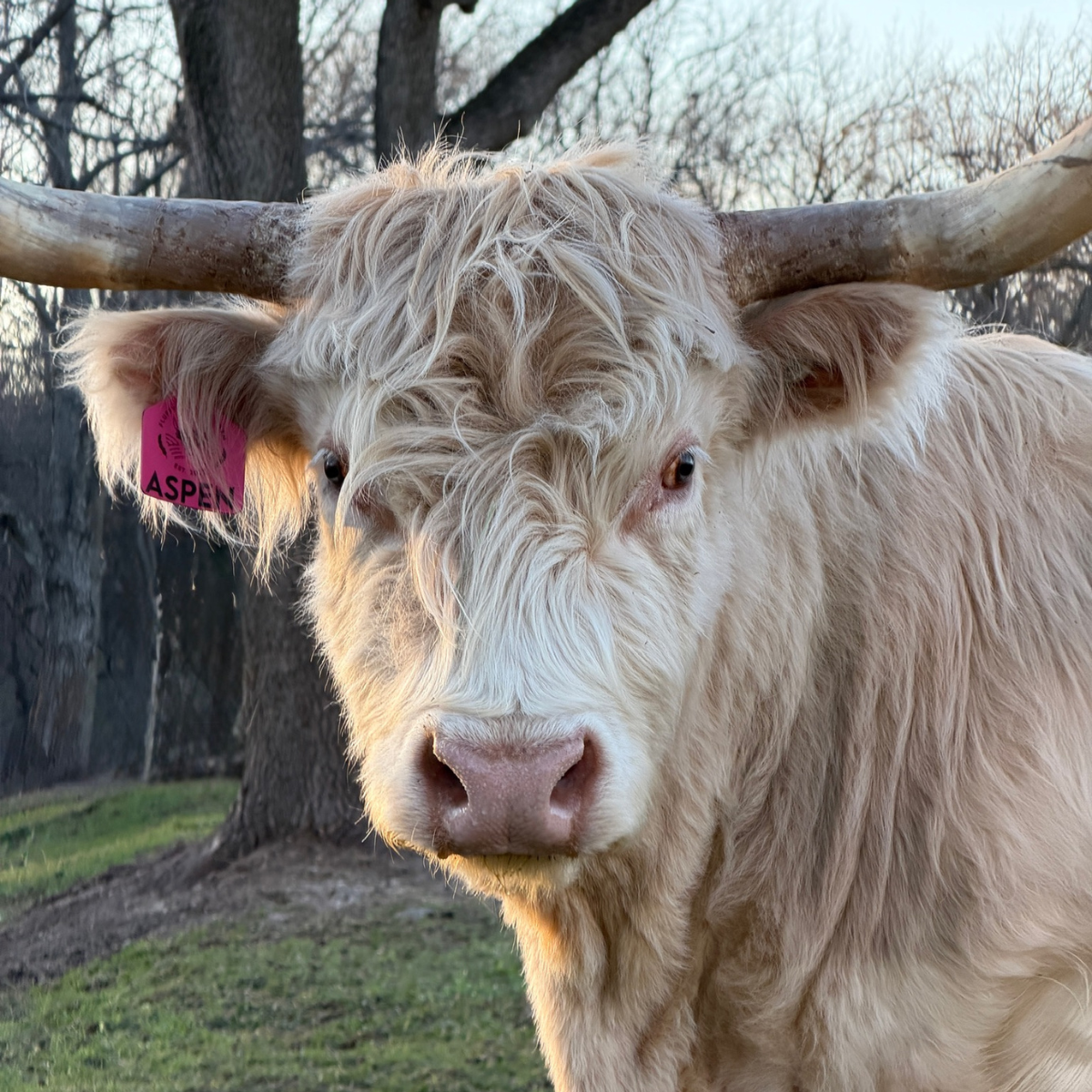 Miniature Cows for Sale Near Me