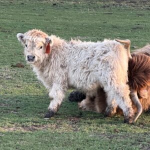 Miniature Hereford for Sale