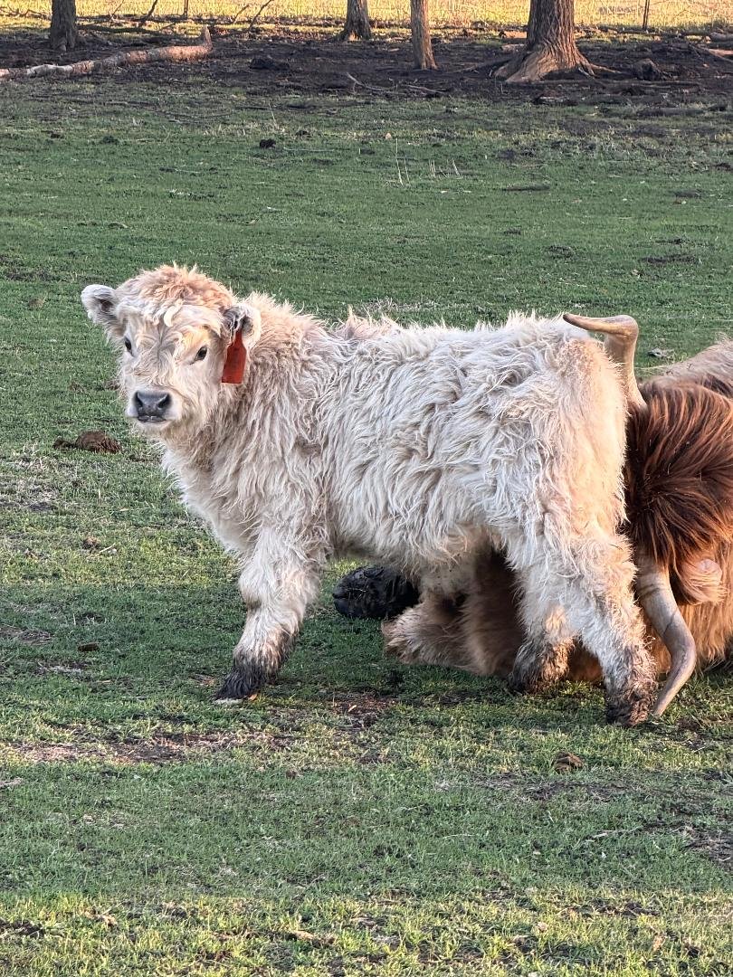 Miniature Hereford for Sale